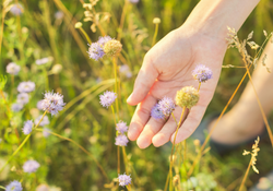 Sensory-Friendly Evenings at the Botanic Gardens