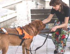 Service animal workshop for Families in Massachusetts (1)
